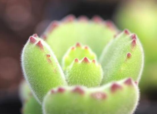 熊童子開花寓意，一片生機(jī)勃勃的綠色景象(美好寓意)