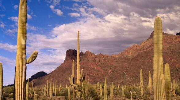仙人掌的養(yǎng)殖方法和注意事項，小白都能學(xué)會的種植方法和技巧