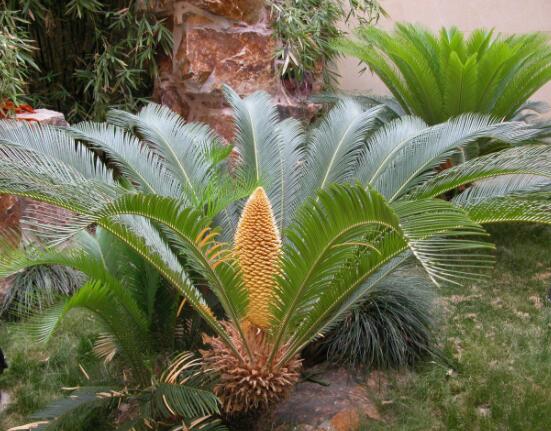 鐵樹開花有什么寓意，象征著大富大貴、吉祥瑞兆