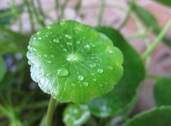 銅錢草放在臥室好嗎，寓意著家有銅錢、財源滾滾