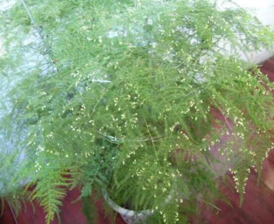 文竹肥料有哪些，餅肥、無(wú)機(jī)復(fù)合肥、液肥為主(枝繁葉茂)