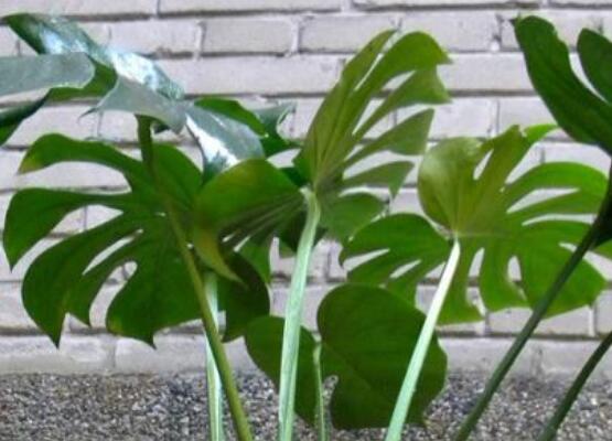 誤食龜背竹葉子怎么辦，第一時(shí)間去醫(yī)院積極治療(中毒較深)