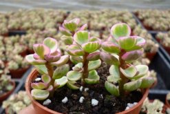 雅樂之舞如何安全過冬，保溫措施是最基本的要求