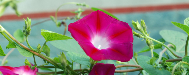 牽牛花葉子的形狀特點(diǎn)