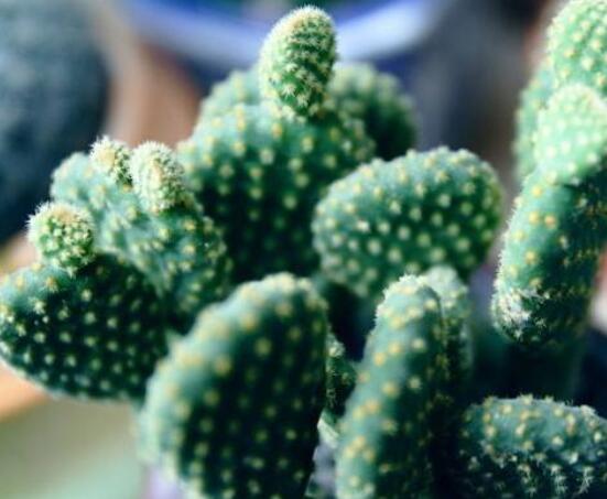仙人掌變黃的原因是什么，四種原因以及解決方法