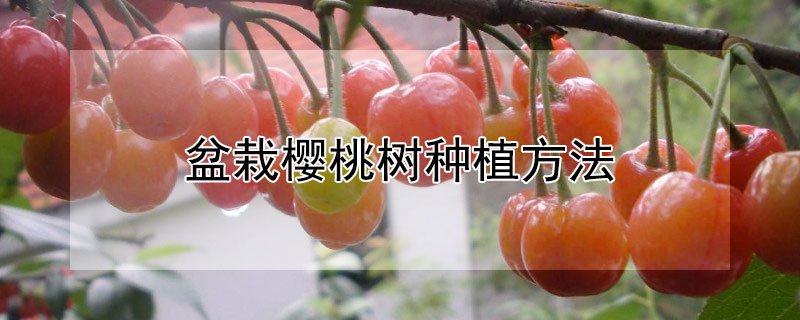 盆栽櫻桃樹種植方法