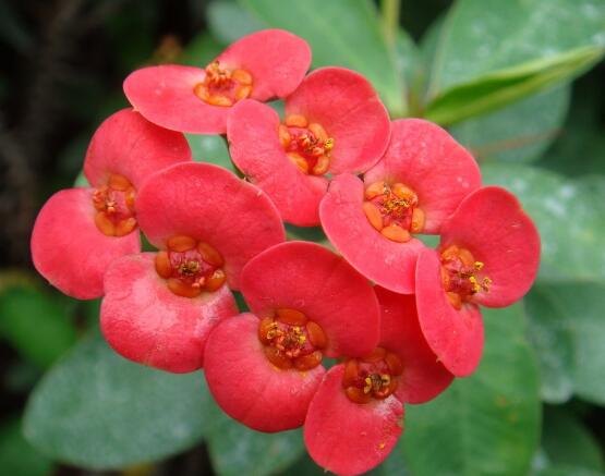 虎刺梅致癌嗎，長期接觸導(dǎo)致人們身體細(xì)胞癌變