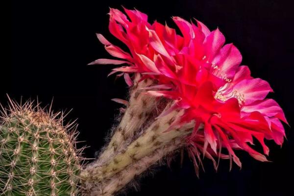 仙人掌開花圖片，既驚艷又罕見