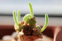 碧光環(huán)怎么種植，4步即可完成碧光環(huán)的種植