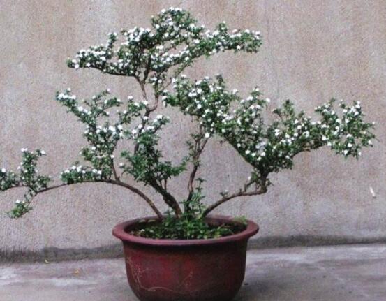 六月雪造型方法，蓄木截干法/剪扎結(jié)合法(美觀)