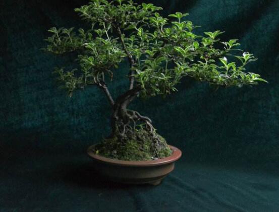 提根六月雪怎么養(yǎng)好，教你六個步驟造型更加美觀