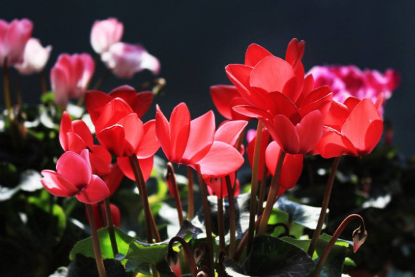 仙客來(lái)怎么育苗