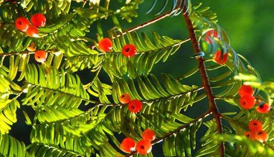 紅豆杉葉子干枯怎么辦，教你最有效三種解決方法