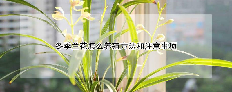 冬季蘭花怎么養(yǎng)殖方法和注意事項