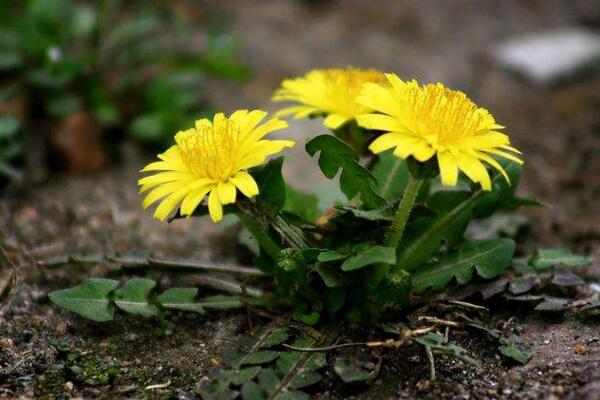 蒲公英有毒嗎，沒有毒但是有很多地方需要注意