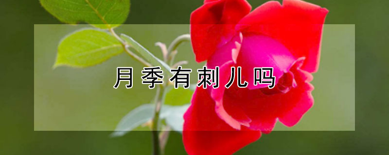 月季有刺兒?jiǎn)? data-HeGb=