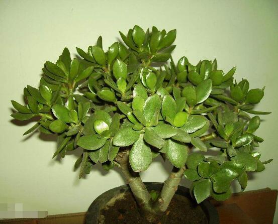 燕子掌換土后要澆水嗎，可根據(jù)具體情況來具體對待