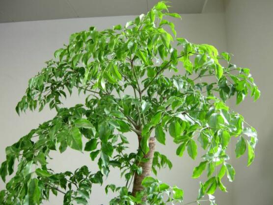 幸福樹的養(yǎng)殖方法，老農(nóng)教你八大基本養(yǎng)殖方法