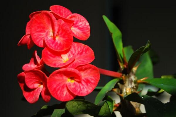 大花虎刺梅的養(yǎng)殖方法，5步教你養(yǎng)好大花虎刺梅