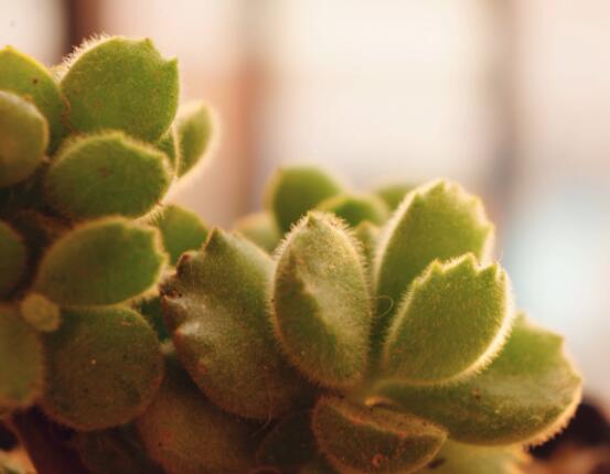 熊童子葉子發(fā)軟怎么辦，總結(jié)最實用三種解決方法