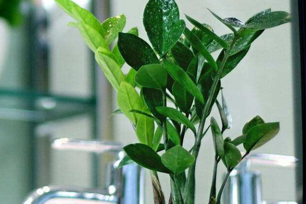 金錢樹冬天好養(yǎng)嗎