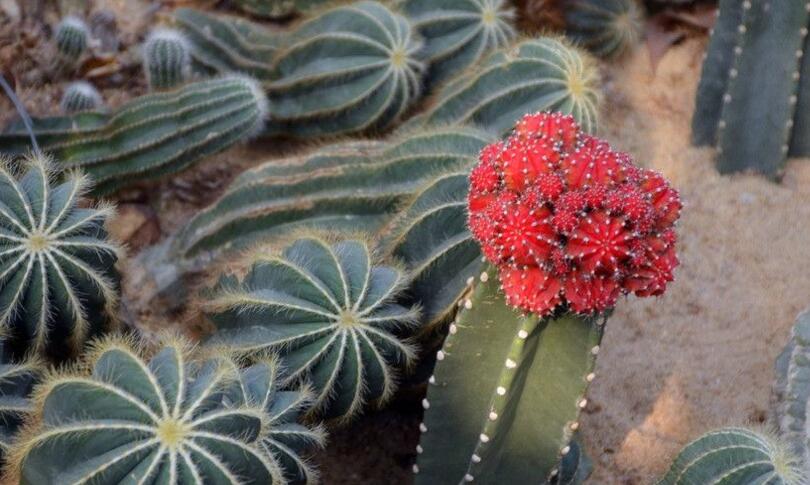 仙人掌的用途，電腦工作者的福音