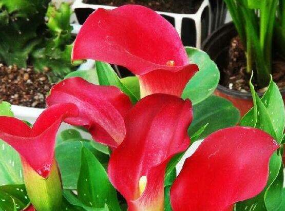 紅色馬蹄蓮花語，圣潔虔誠、永結(jié)同心、吉祥如意