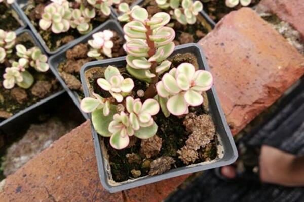 雅樂之舞放在哪里養(yǎng)好，放在這些位置才能滿足植株的生長