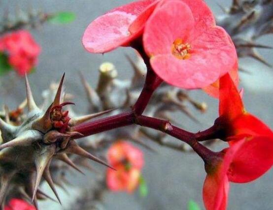 虎刺梅花瓣有毒嗎，皮膚接觸紅腫發(fā)癢/誤食惡心嘔吐