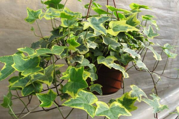 常春藤葉子發(fā)黃怎么辦，找到原因及時處理