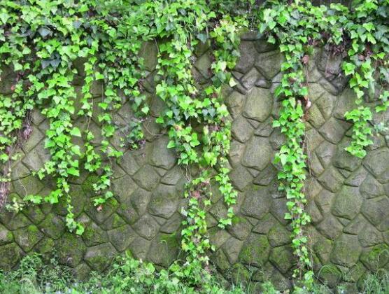 好看的常春藤盆景圖片欣賞，綠化環(huán)境、春天長駐