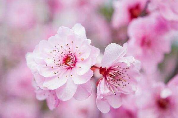 桃花的栽培方法，栽培后的養(yǎng)護非常關(guān)鍵