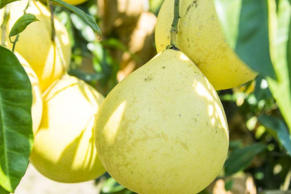 柚子樹(shù)幾年開(kāi)花結(jié)果