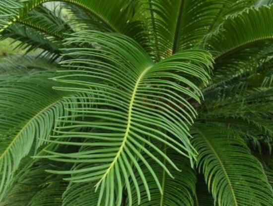 鐵樹什么時(shí)候長(zhǎng)新葉，每年春秋時(shí)分生長(zhǎng)出2-3輪新葉