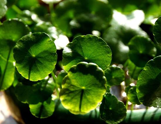 土培銅錢草怎么養(yǎng)，掌握八點因素就可以爆盆了（適合新手）