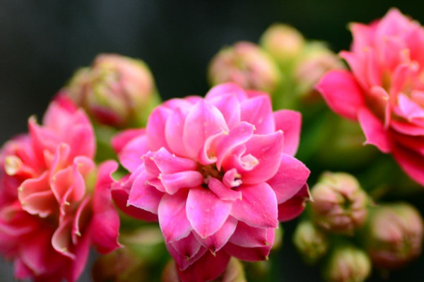 長(zhǎng)壽花夏天開(kāi)花嗎