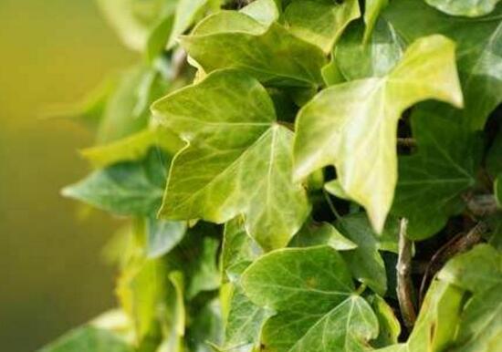 小葉常春藤的養(yǎng)殖方法，教你八個(gè)簡單易學(xué)基本方法