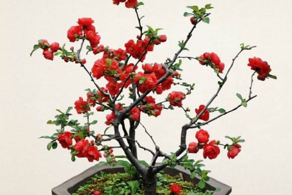 怎樣給長(zhǎng)壽冠海棠催花