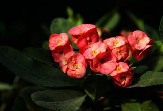 虎刺梅的養(yǎng)殖方法，老農(nóng)總結(jié)六大最實(shí)用基本養(yǎng)殖技巧