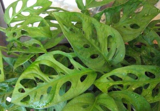 萬年青種類及圖片大全，盤點做好看的六大種類