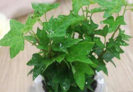 常春藤怎么扦插，做好六大要點(diǎn)存活率百分百