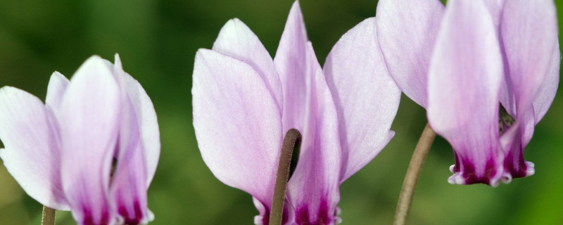 仙客來(lái)有香味嗎