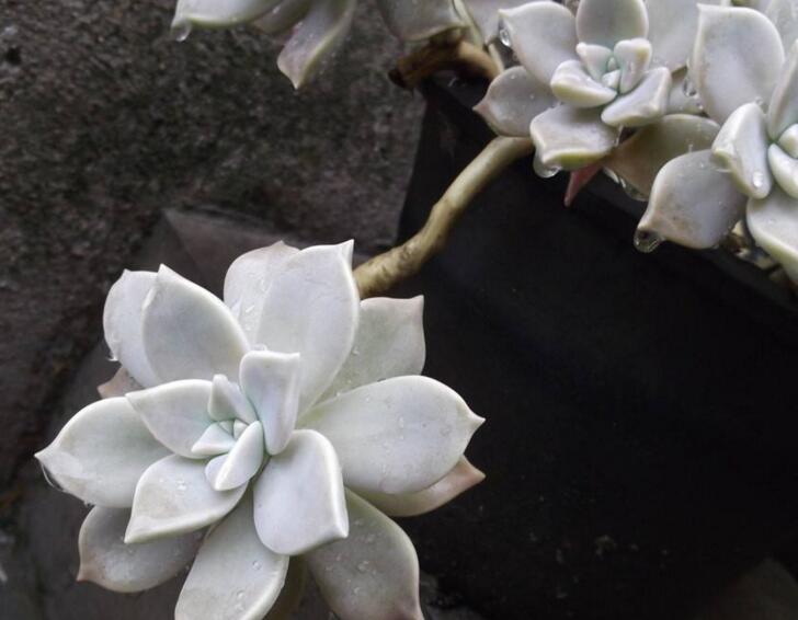 如何養(yǎng)寶石花，寶石花的四季養(yǎng)護(hù)方法介紹