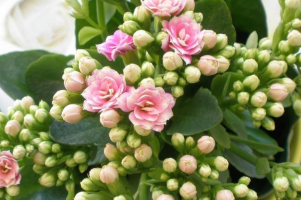 長(zhǎng)壽花夏天能修剪嗎