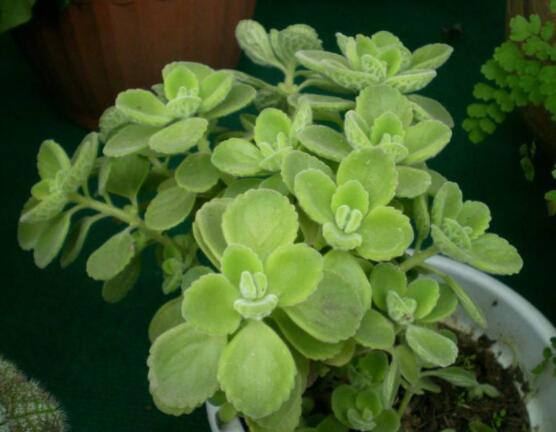 碰碰香夏天怎么養(yǎng)，做好四個要點便可安然度夏