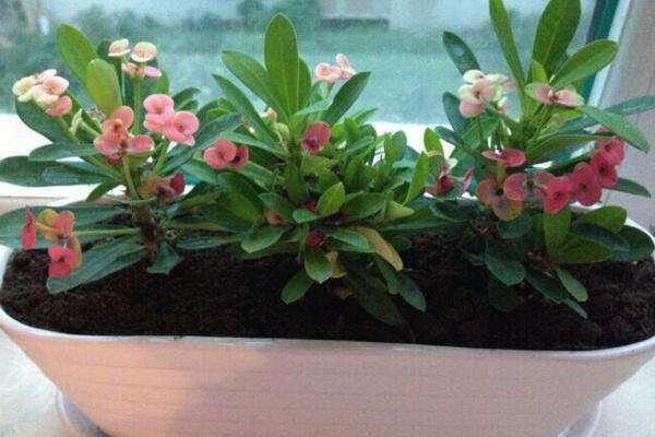 虎刺梅不開(kāi)花怎么辦，加強(qiáng)通風(fēng)并增加光照