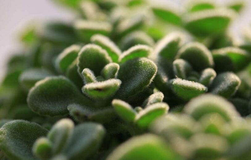 碰碰香能在臥室放嗎，不光可以放/還能制作飲品