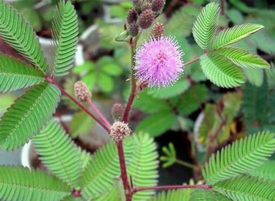 含羞草怎么養(yǎng)殖，老農(nóng)總結(jié)最實(shí)用五個(gè)養(yǎng)殖要點(diǎn)