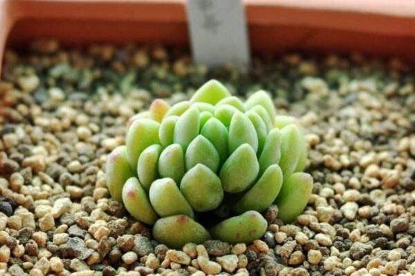 碧玉蓮怎么繁殖，桿插繁殖操作方便且成活率較高