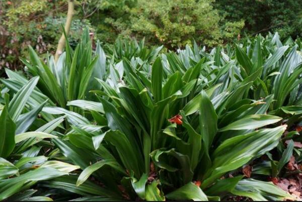 中華萬年青有毒嗎，誤食會(huì)有生命危險(xiǎn)